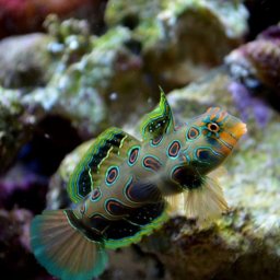 Synchiropus picturatus
