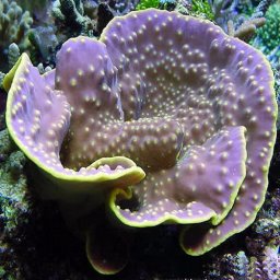 Turbinaria reniformis