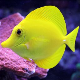 Zebrasoma flavescens