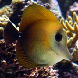 Zebrasoma scopas