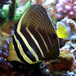 Zebrasoma veliferum