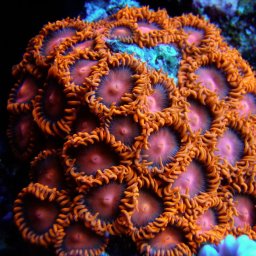 Zoanthus sp. (rosu/portocaliu)