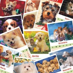 Calendar de perete C2 cu catelusi A4