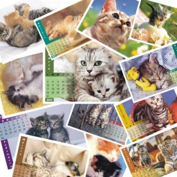 Calendar de birou P1 cu pisicute format A5