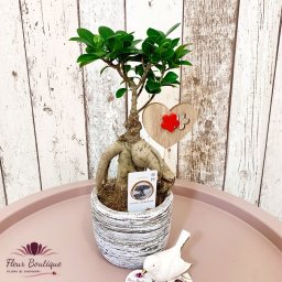 Bonsai pitic "Ficus Ginseng