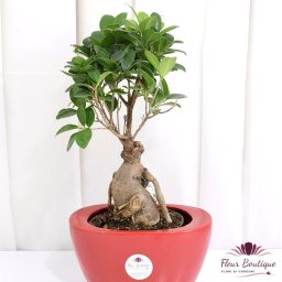 Bonsai "Ficus Ginseng
