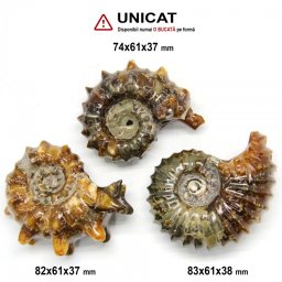 Ammonit Douvilleiceras Fosil Natural - 74-83x61x37-38 mm - ( XXL ) - 1 Buc