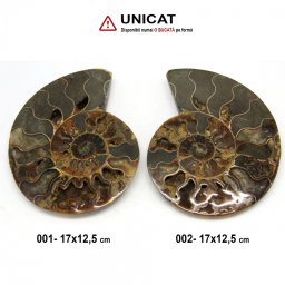 Fosil Natural Brute Ammonit Cleoniceras Druzy - 17 x 12,5 cm - 1 Buc