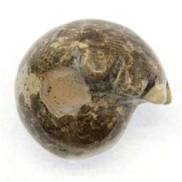 Fosil Naturala Goniatit 84 x 79 x 68 mm ( XXL ) - Unicat