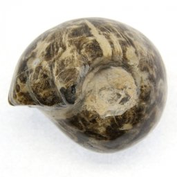 Fosil Naturala Goniatit 88 x 88 x 75 mm ( XXL ) - Unicat