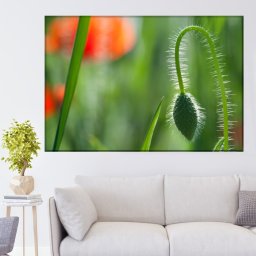 Tablou Canvas Boboc de Mac in Fundal Verde RM14 (Dimensiune LxH: 150x100cm)
