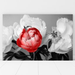Tablou Canvas Bujor Rosu Printre Flori Albe CFB22 (Dimensiune LxH: 150x100cm)