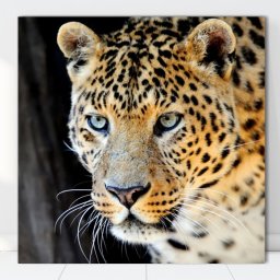 Tablou Canvas Leopard ATGR84 (Optiuni Tablou: 120x120cm)
