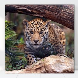 Tablou Canvas Leopard ATGR44 (Optiuni Tablou: 70x70cm)