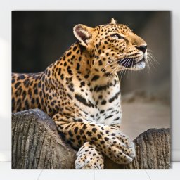 Tablou Canvas Leopard ATGR82 (Optiuni Tablou: 100x100cm)