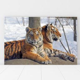 Tablou Canvas Tigri Mama si Puiul AFE4 (Dimensiune LxH: 75x50cm)