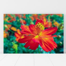 Tablou Canvas Frumoasa Floare Cosmos Caudatus AAG43 (Dimensiune LxH: 150x100cm)