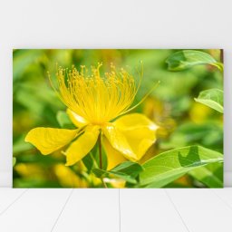 Tablou Canvas Regina Sunatoare AAG17 (Dimensiune LxH: 30x45cm)