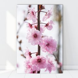 Tablou Canvas Creanga cu Flori de Cires AAG8 (Dimensiune LxH: 100x150cm)