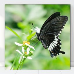 Tablou Canvas Fluture in Zbor AAG25 (Optiuni Tablou: 60x60cm)