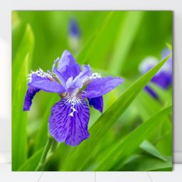 Tablou Canvas Iris Versicolor AAG11 (Optiuni Tablou: 60x60cm)