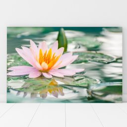Tablou Canvas Nufar pe Apa Cristalina FLN22 (Dimensiune LxH: 75x50cm)