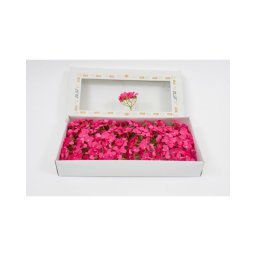 Hortensie De Sapun 36/Set Ciclam