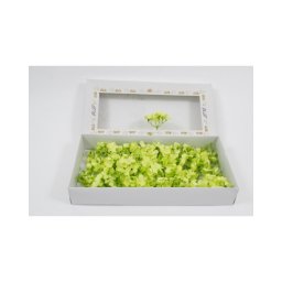 Hortensie De Sapun 36/Set Verde