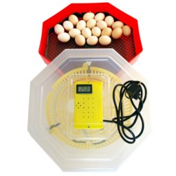Incubator Cleo Termometru digital si Termostat. Capacitate 60 de oua de gaina