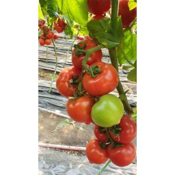 Melanet F1, 500 sem, seminte de tomate semideterminate