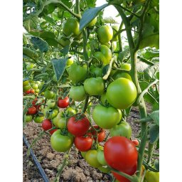 Kaponet F1, 500 sem, seminte de tomate semideterminate