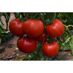 Devonet F1, 500 sem, seminte de tomate semideterminate