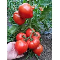 Pekonet F1, 500 sem, seminte de tomate semideterminate