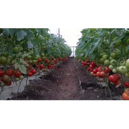 Gravitet F1, 500 sem, seminte de tomate semideterminate