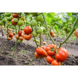 Qualitet F1, 500 sem, seminte de tomate semideterminate