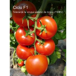 Ciciu F1, 500 sem, seminte de tomate nedeterminate