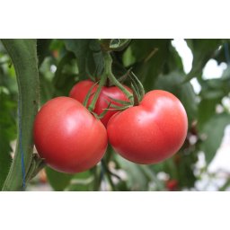 Mamston F1, 500 sem, seminte de tomate nedeterminate