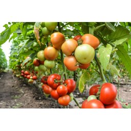 Sandoline F1, 500 sem, seminte de tomate nedeterminate
