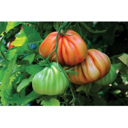 Arawak F1, 500 sem, seminte de tomate nedeterminate