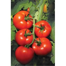 Izmir F1, 500 sem, seminte de tomate nedeterminate