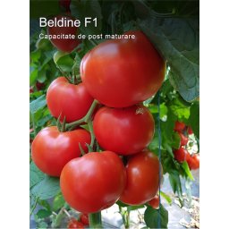 Beldine F1, 500 sem, seminte de tomate nedeterminate