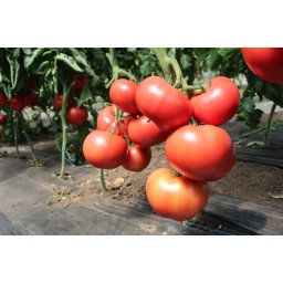 Malduo F1, 500 sem, seminte de tomate nedeterminate