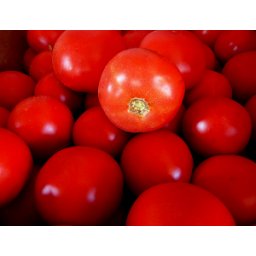 Bobcat F1, 1000 sem, seminte de tomate determinate