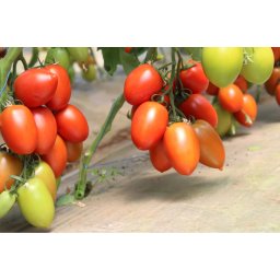 Bacalar F1, 500 sem, seminte de tomate prunisoare nedeterminate
