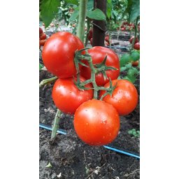 Dinakor F1, 500 sem, seminte de tomate nedeterminate