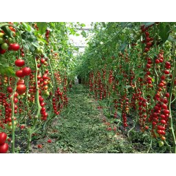 Landolino F1, 500 sem, seminte de tomate cherry prunisoara nedeterminate