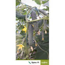 Spino F1, Seminte de castraveti cornison