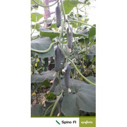 Spino F1, Seminte de castraveti cornison