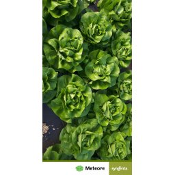 Meteore F1