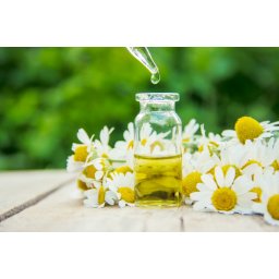Extract Musetel (Chamomilla Recutita Flower)